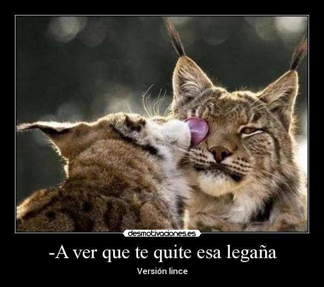 carteles lince desmotivaciones