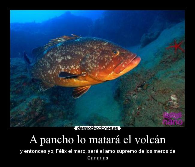 A pancho lo matará el volcán - y entonces yo, Félix el mero, seré el amo supremo de los meros de Canarias