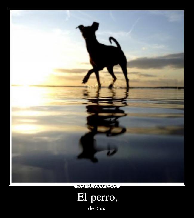 El perro, - de Dios.