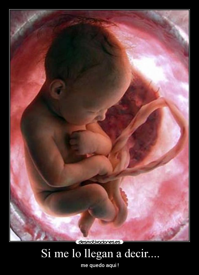 Si me lo llegan a decir.... -