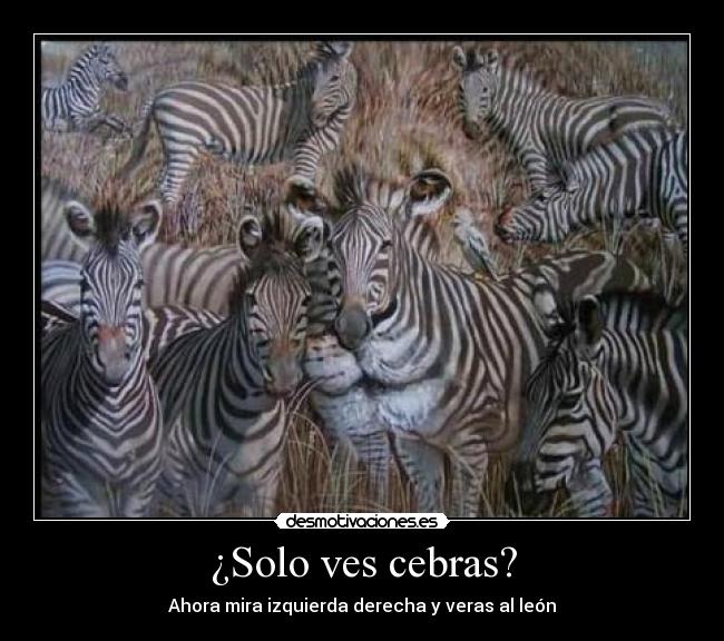 ¿Solo ves cebras? - Ahora mira izquierda derecha y veras al león