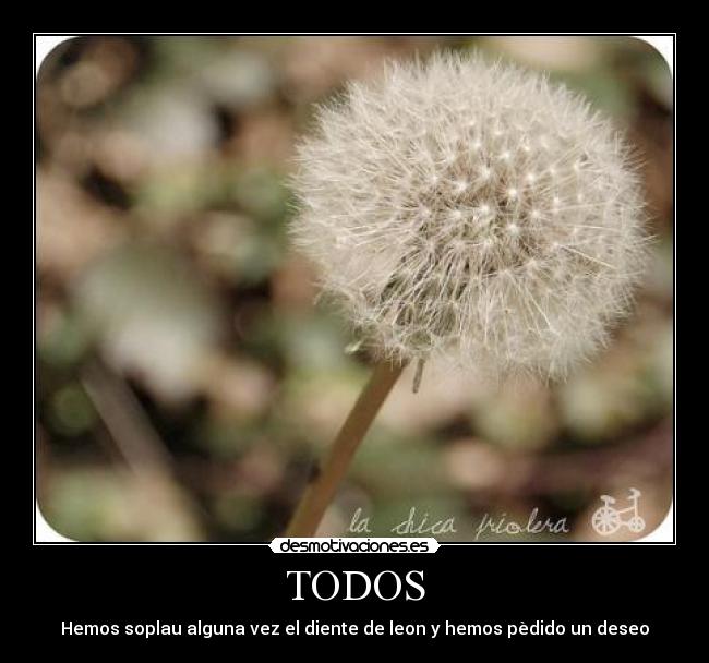 TODOS - Hemos soplau alguna vez el diente de leon y hemos pèdido un deseo