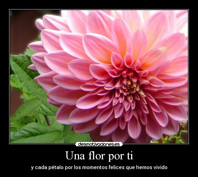 carteles amor brebaje con que estoy dispuesto envenenarme desmotivaciones