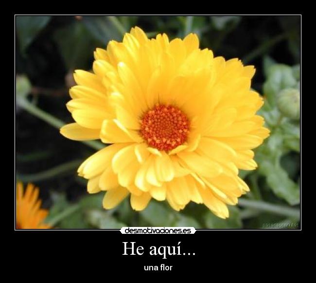 He aquí... - una flor