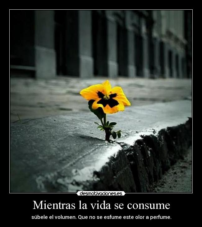 Mientras la vida se consume - 