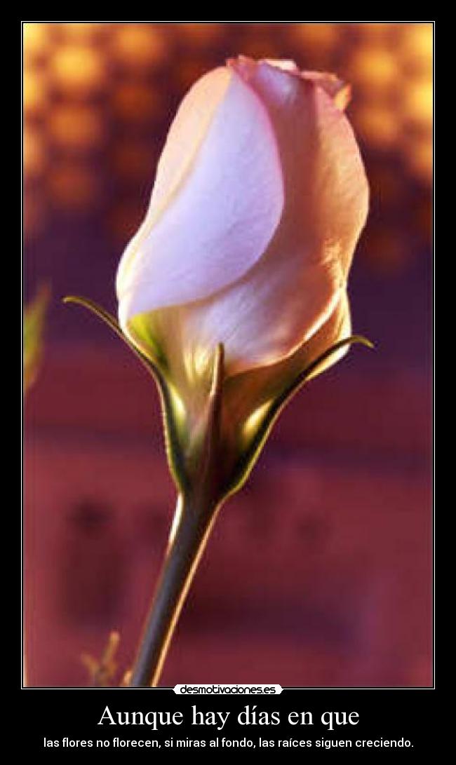 Aunque hay días en que - 