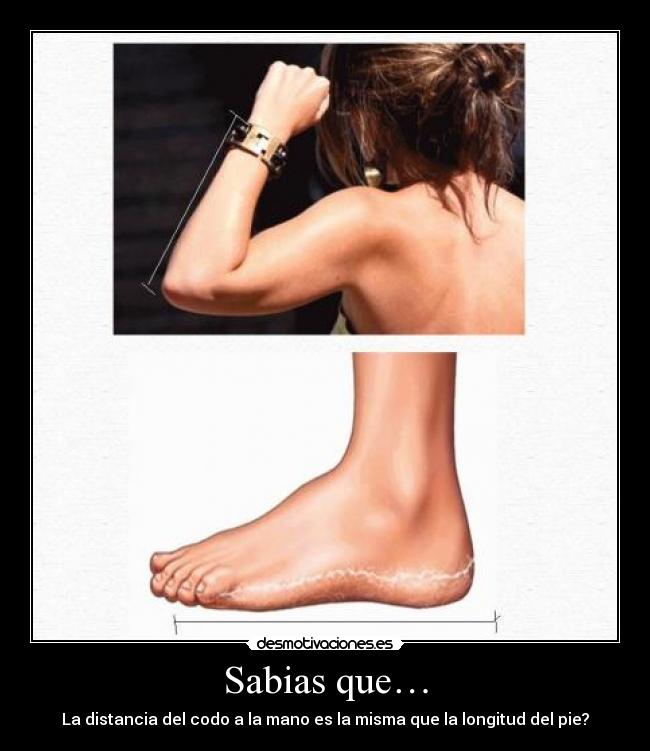 Sabias que… - La distancia del codo a la mano es la misma que la longitud del pie?