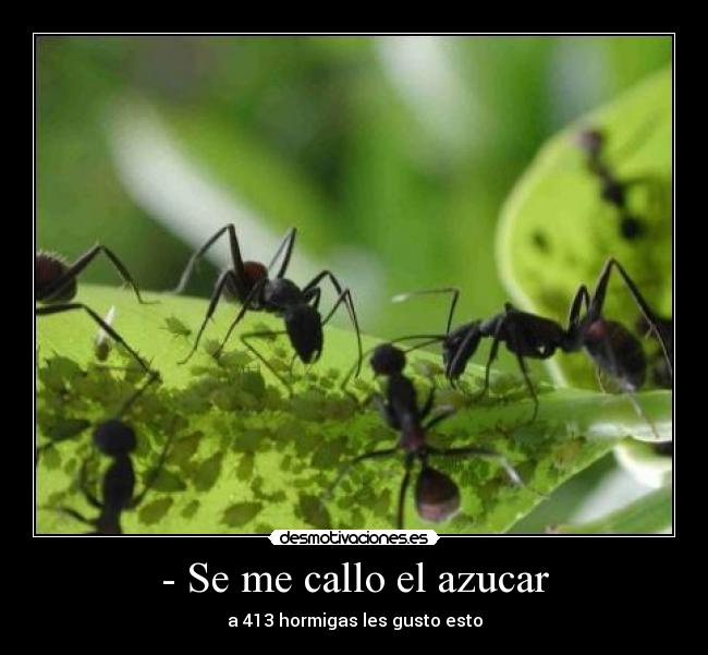 - Se me callo el azucar - a 413 hormigas les gusto esto