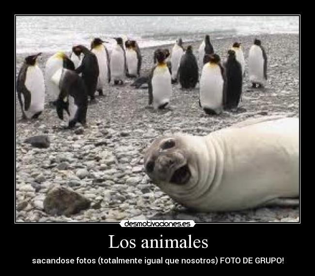 Los animales - sacandose fotos (totalmente igual que nosotros) FOTO DE GRUPO!