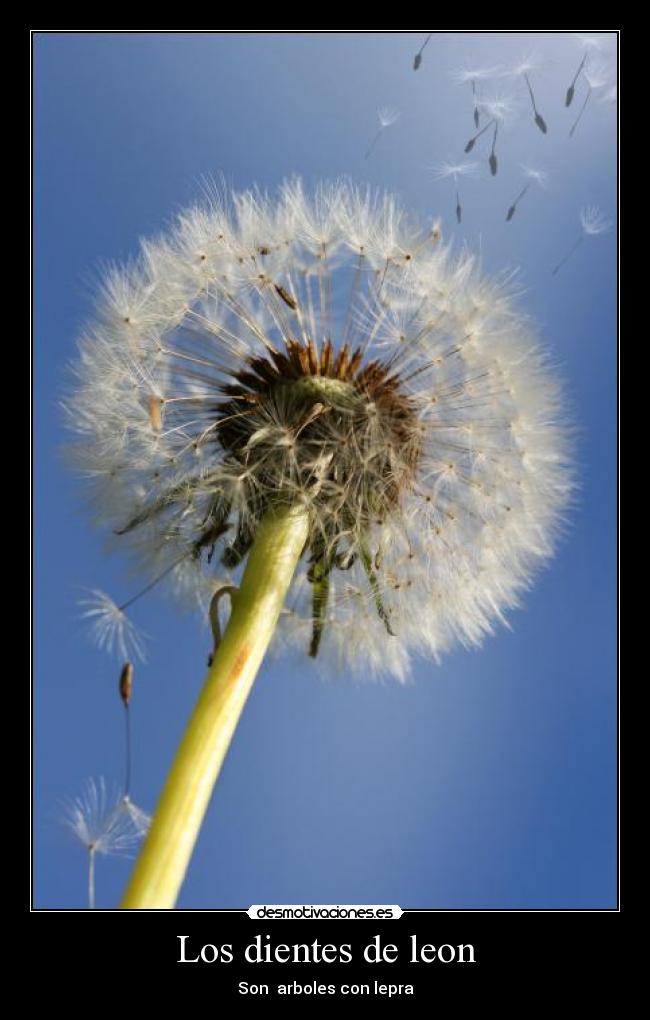 Los dientes de leon -