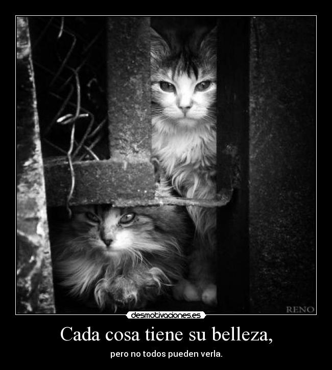 Cada cosa tiene su belleza, -