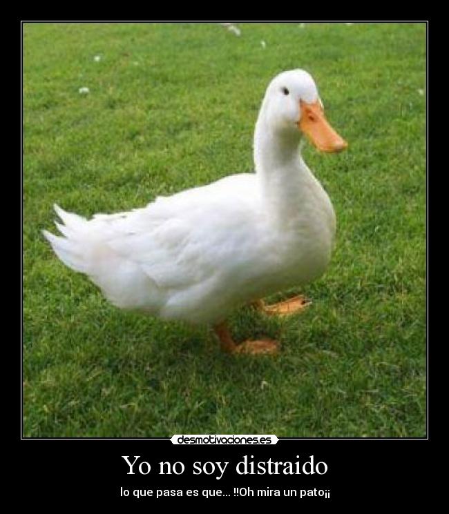 Yo no soy distraido - 