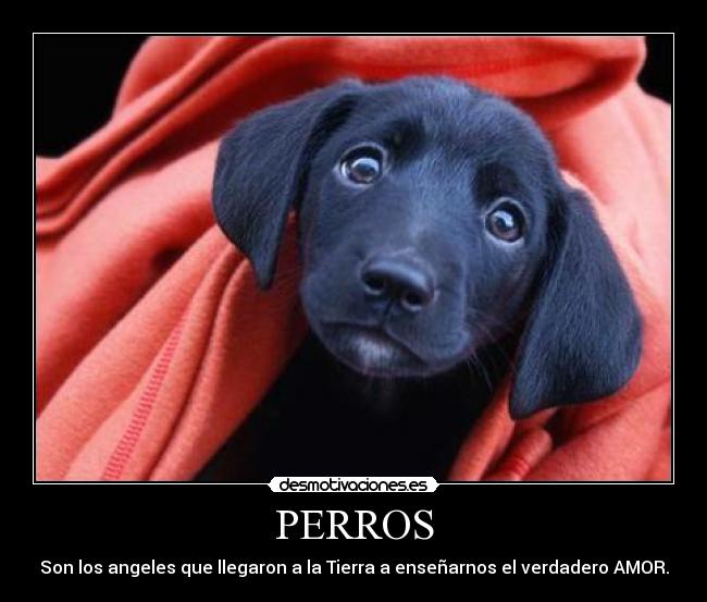 carteles doglover desmotivaciones
