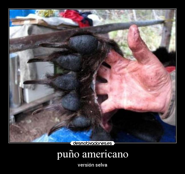 puño americano - versión selva