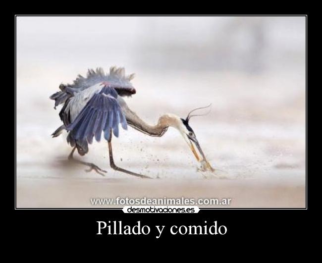 Pillado y comido - 
