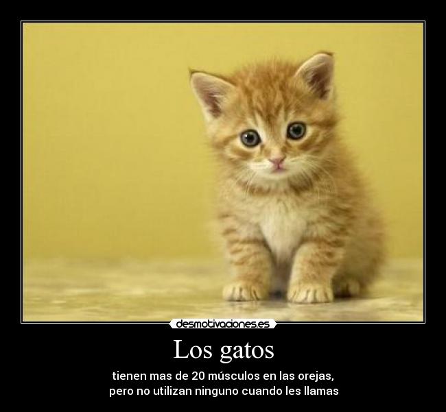 Los gatos - tienen mas de 20 músculos en las orejas,
pero no utilizan ninguno cuando les llamas