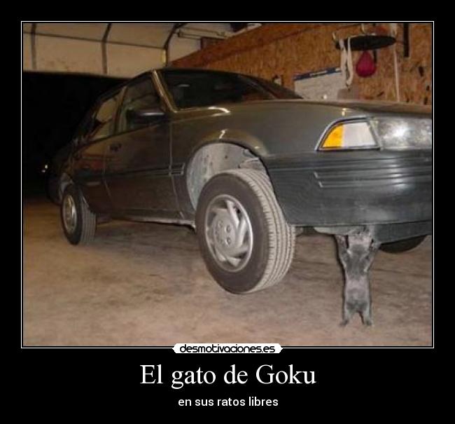 El gato de Goku - 