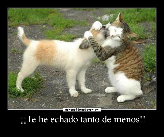 carteles gatosperro desmotivaciones