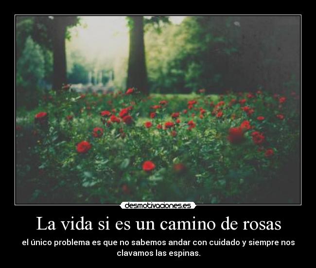 La vida si es un camino de rosas - el único problema es que no sabemos andar con cuidado y siempre nos
clavamos las espinas.