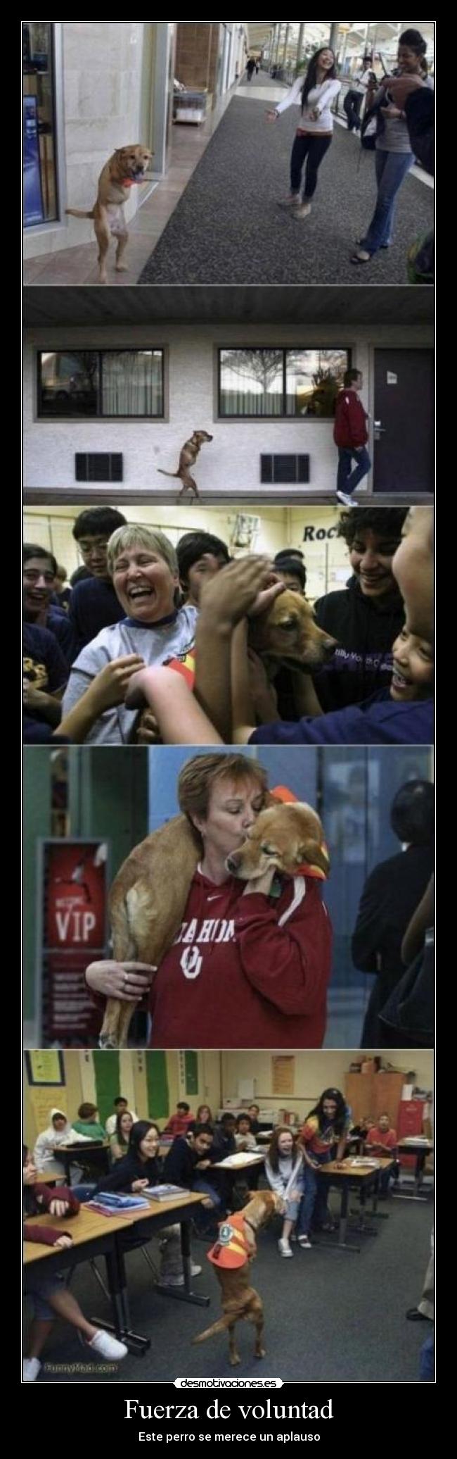 Fuerza de voluntad - Este perro se merece un aplauso