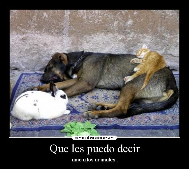 Que les puedo decir - 