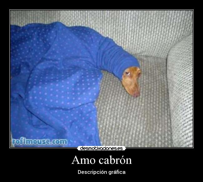 Amo cabrón - Descripción gráfica