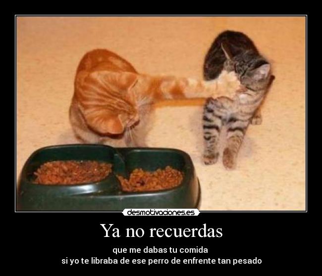 Ya no recuerdas - que me dabas tu comida
si yo te libraba de ese perro de enfrente tan pesado