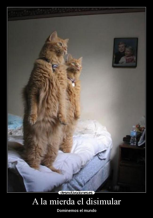 carteles gatos dominaran mundo desmotivaciones
