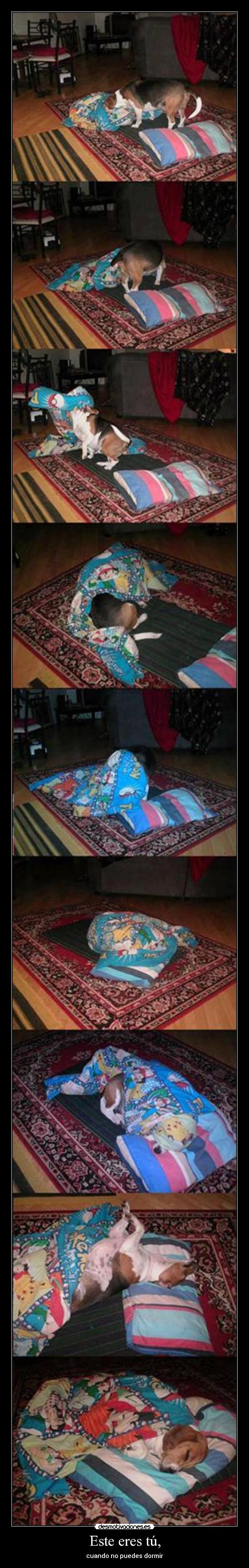 carteles perro que puede dormir pobrecito manta pokemon d17pac desmotivaciones