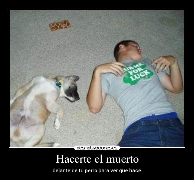 Hacerte el muerto - delante de tu perro para ver que hace.