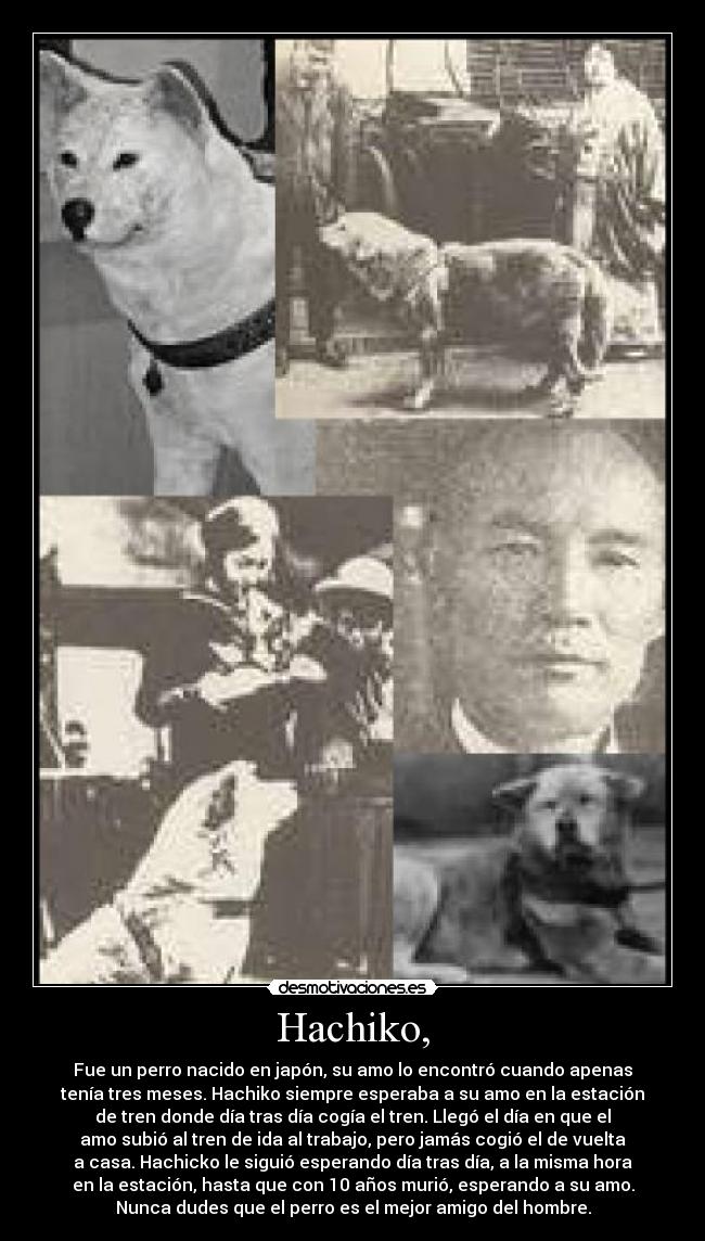 Hachiko, - Fue un perro nacido en japón, su amo lo encontró cuando apenas
tenía tres meses. Hachiko siempre esperaba a su amo en la estación
de tren donde día tras día cogía el tren. Llegó el día en que el
amo subió al tren de ida al trabajo, pero jamás cogió el de vuelta
a casa. Hachicko le siguió esperando día tras día, a la misma hora
en la estación, hasta que con 10 años murió, esperando a su amo.
Nunca dudes que el perro es el mejor amigo del hombre.