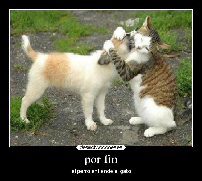 por fin - el perro entiende al gato