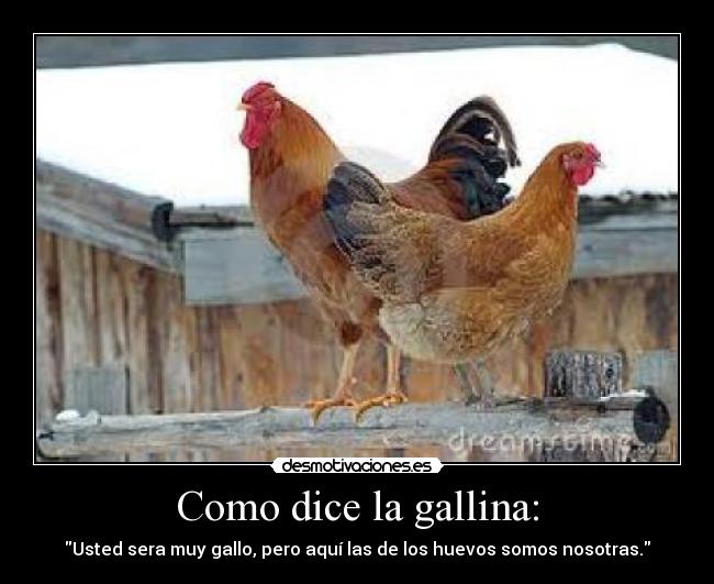 Como dice la gallina: -