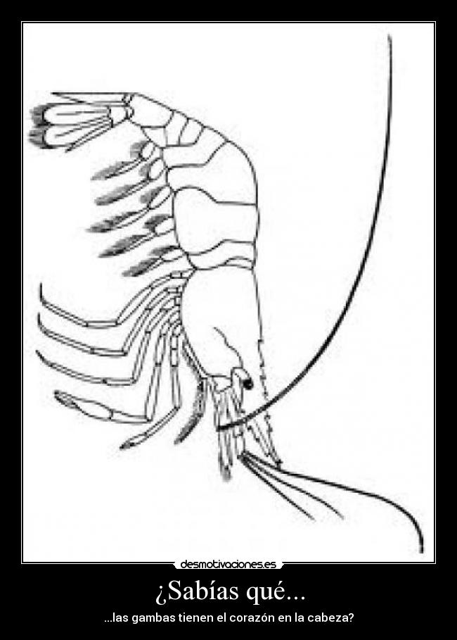 ¿Sabías qué... - ...las gambas tienen el corazón en la cabeza?