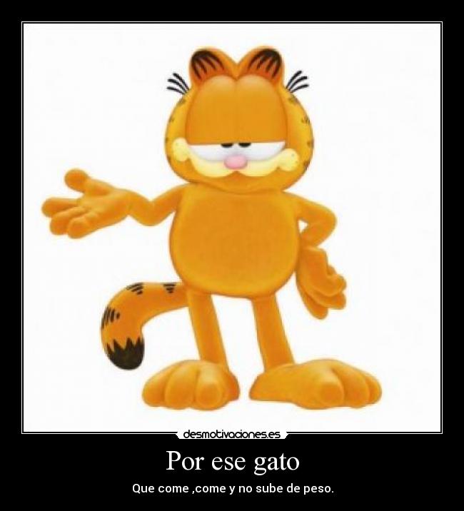 Por ese gato - Que come ,come y no sube de peso.