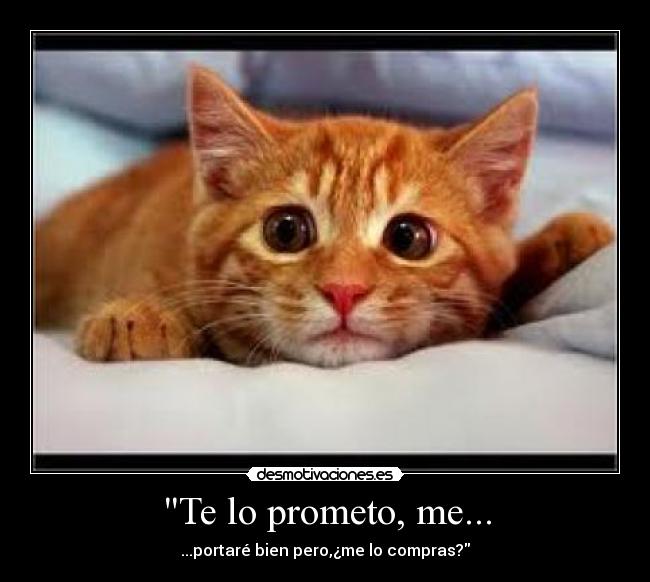 Te lo prometo, me... - ...portaré bien pero,¿me lo compras?