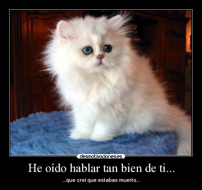 He oído hablar tan bien de ti... - ...que creí que estabas muerto...