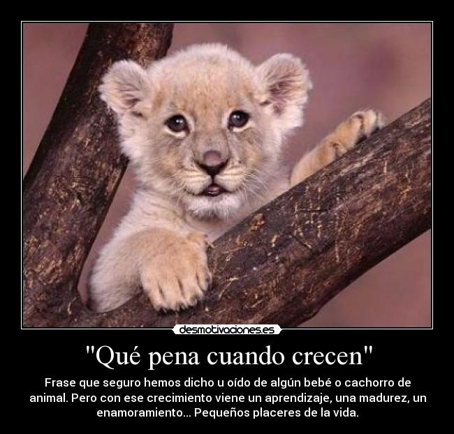 Qué pena cuando crecen - 