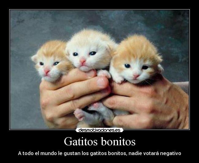 Gatitos bonitos - A todo el mundo le gustan los gatitos bonitos, nadie votará negativo
