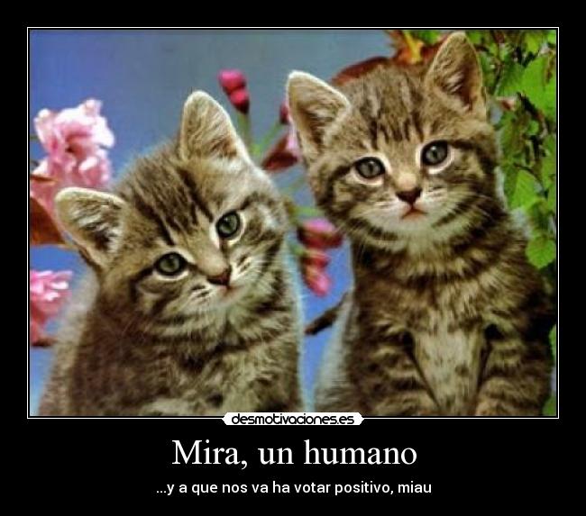 Mira, un humano - ...y a que nos va ha votar positivo, miau