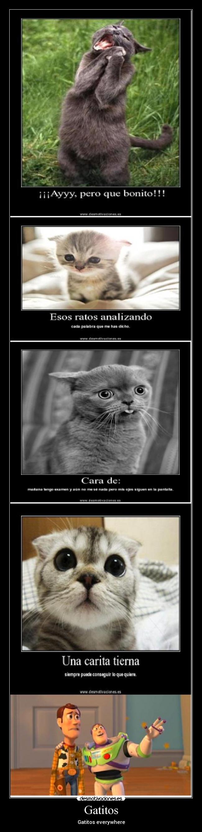 Gatitos - Gatitos everywhere