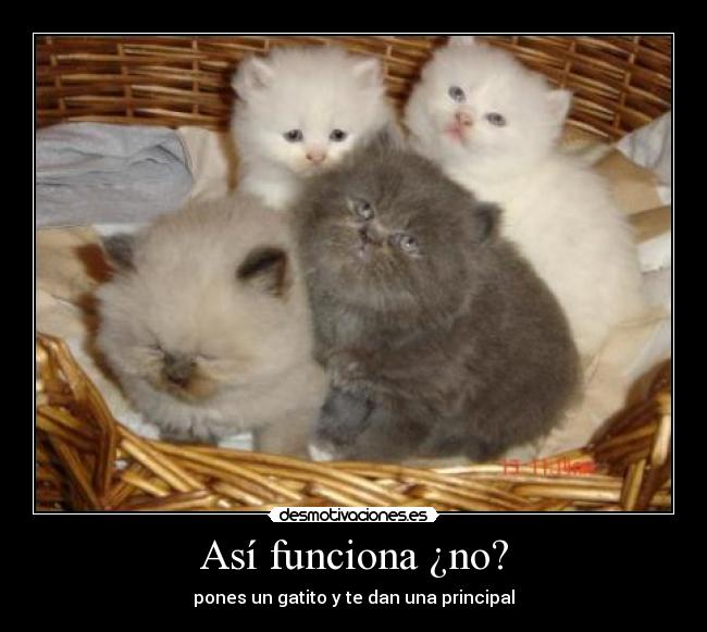 Así funciona ¿no? - pones un gatito y te dan una principal