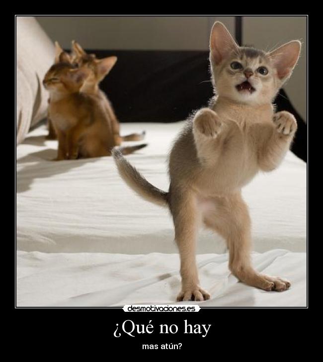 ¿Qué no hay -