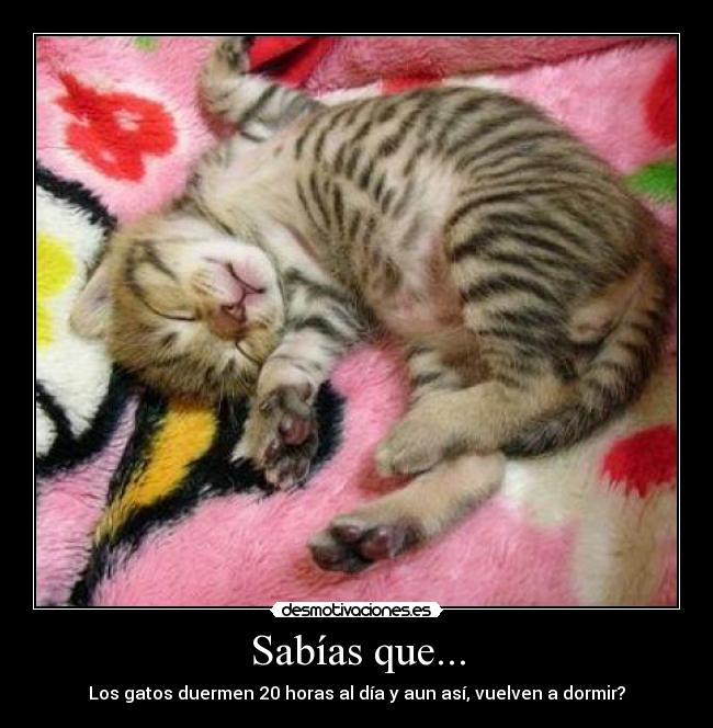 carteles gatos desmotivaciones