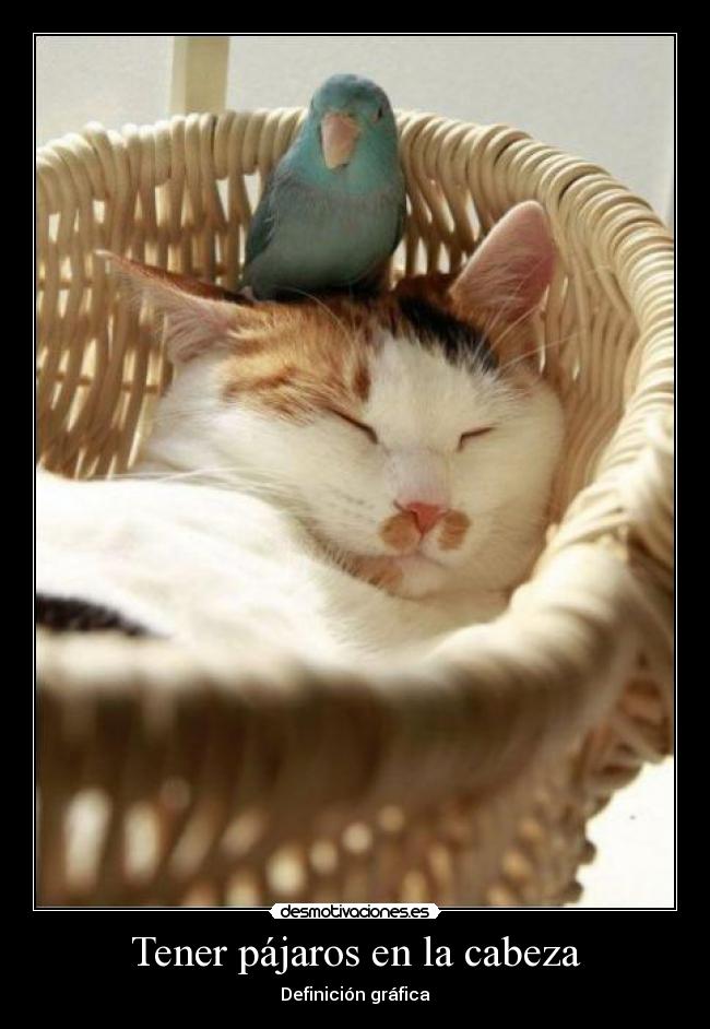 Tener pájaros en la cabeza - Definición gráfica