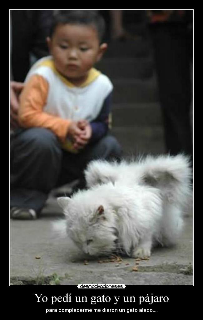 Yo pedí un gato y un pájaro -