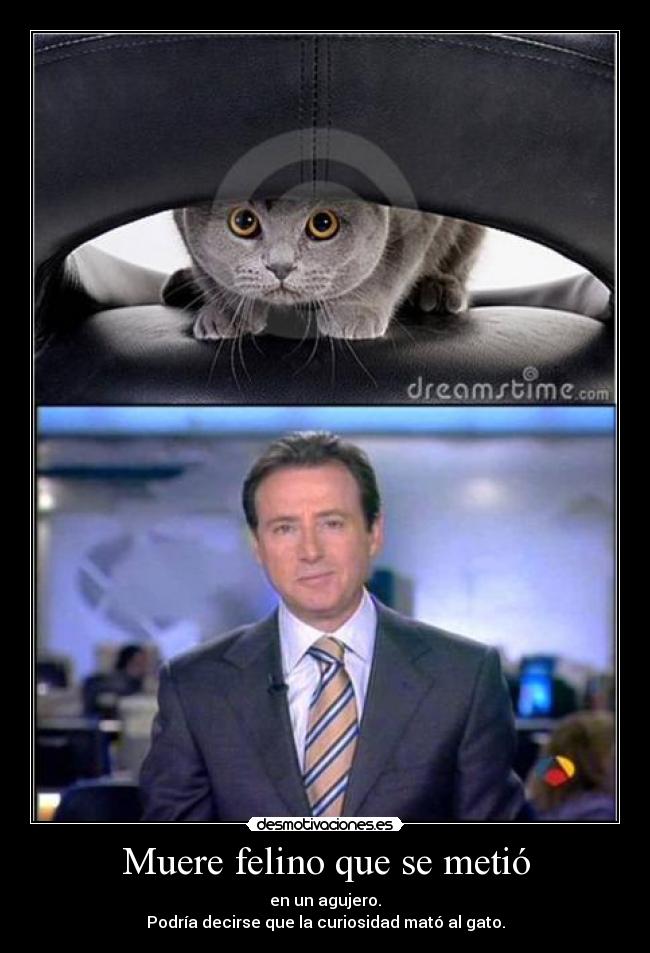 Muere felino que se metió - en un agujero.
Podría decirse que la curiosidad mató al gato.