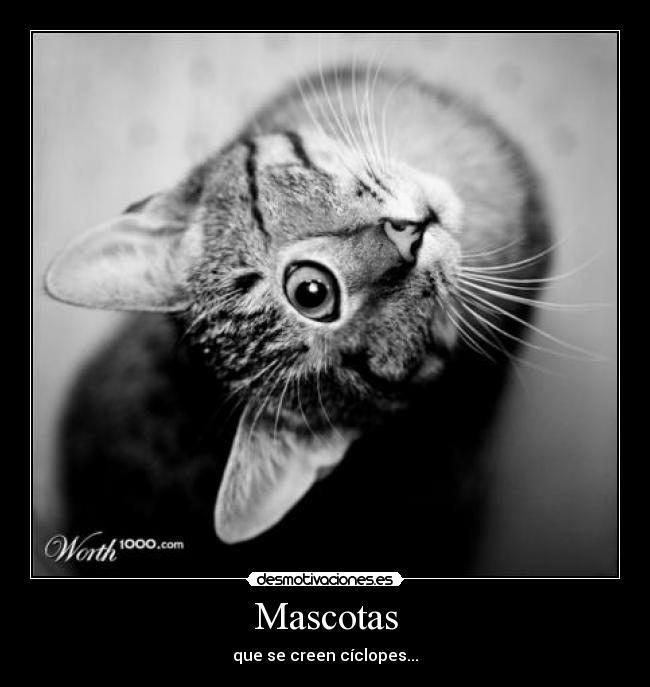 Mascotas - que se creen cíclopes...