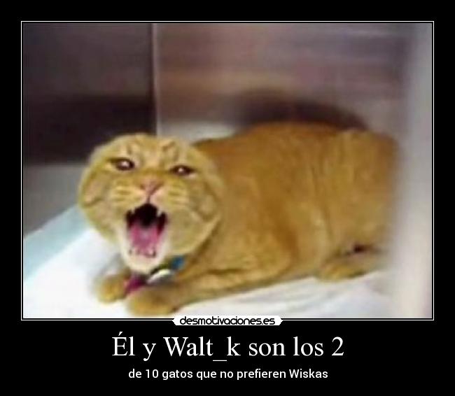 Él y Walt_k son los 2 - de 10 gatos que no prefieren Wiskas
