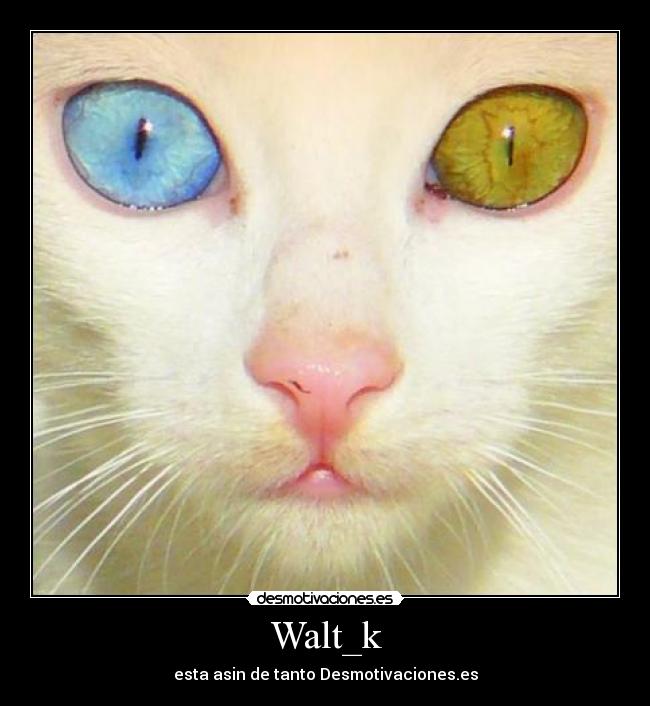 Walt_k - esta asin de tanto Desmotivaciones.es